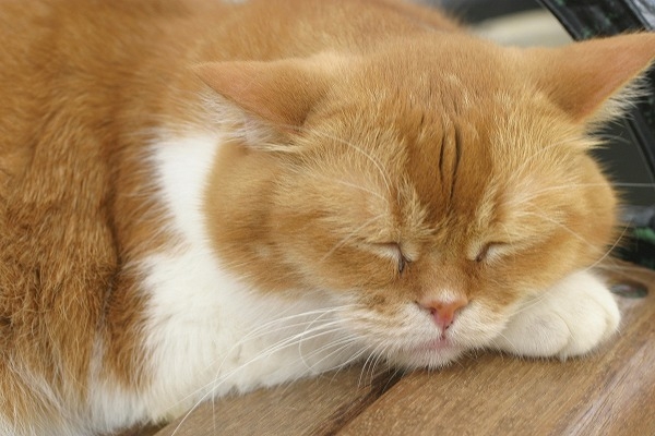 昼寝する猫のブログ用無料画像素材｜cat0052-039