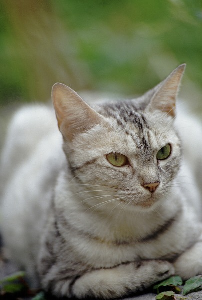 ǭΥ̵֥Ǻcat0001-001
