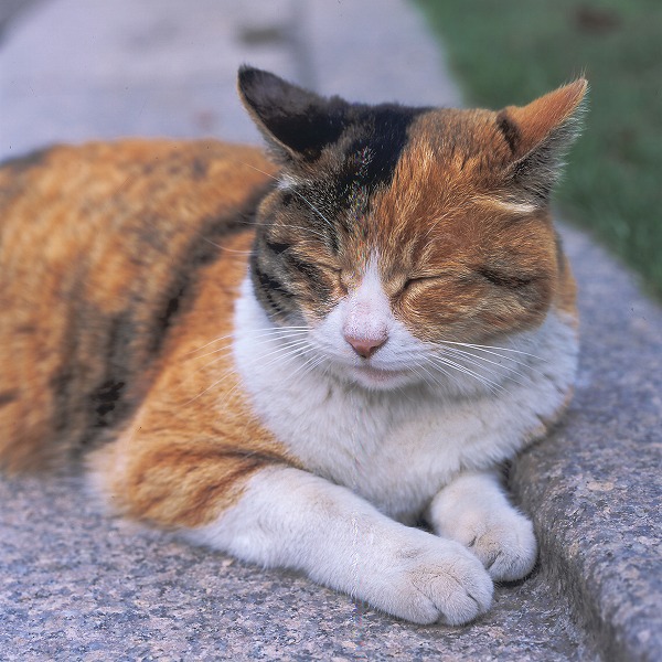 뿲ǭΥ̵֥Ǻcat0002-003