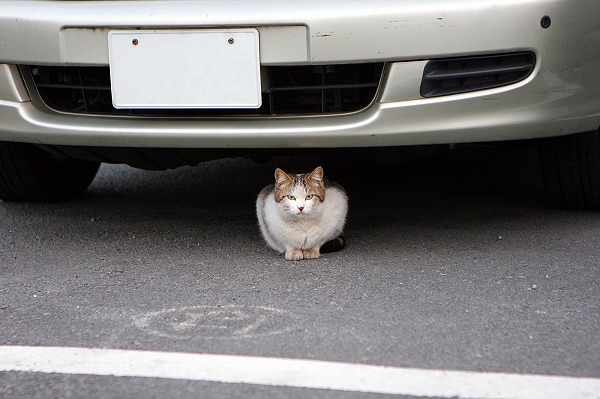 ֤βǭΥ̵֥Ǻcat0007-009