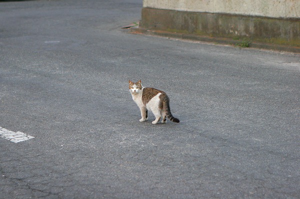 ϩǭΥ̵֥Ǻcat0008-009