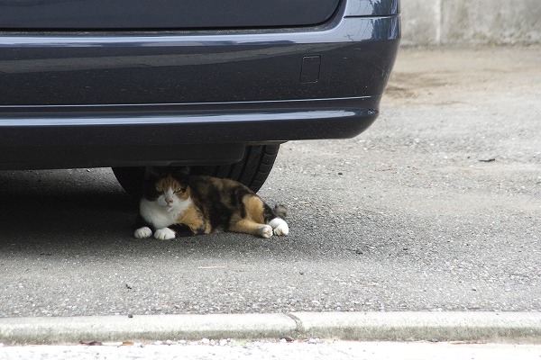 ֤βǭΥ̵֥Ǻcat0009-009