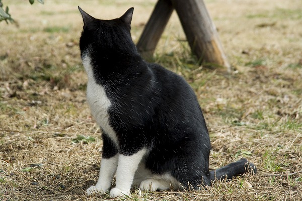 ǭΥ̵֥Ǻcat0010-009