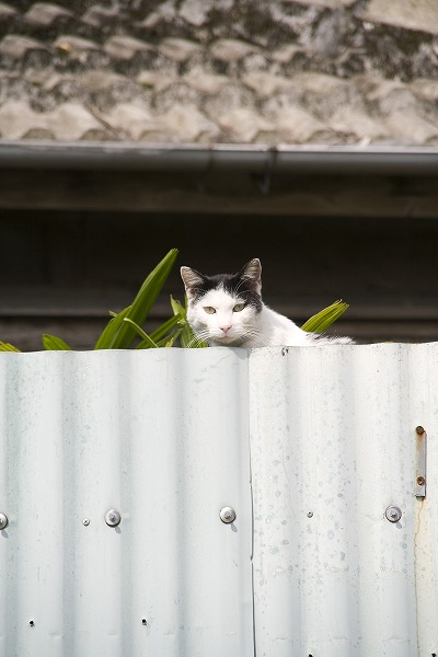 ̱ȤɤФǭΥ̵֥Ǻcat0011-009