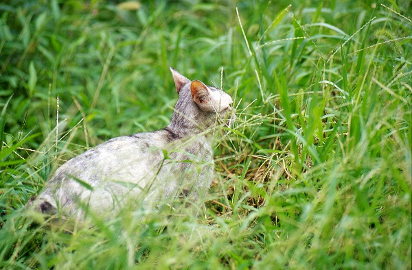 λǭΥ̵֥Ǻcat0012-001