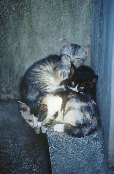 λǭ ǭΥ̵֥Ǻcat0013-001