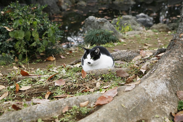 ǭ ǭΥ̵֥Ǻcat0014-001