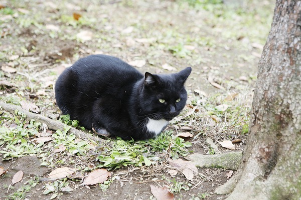 ǭ ǭΥ̵֥Ǻcat0015-001