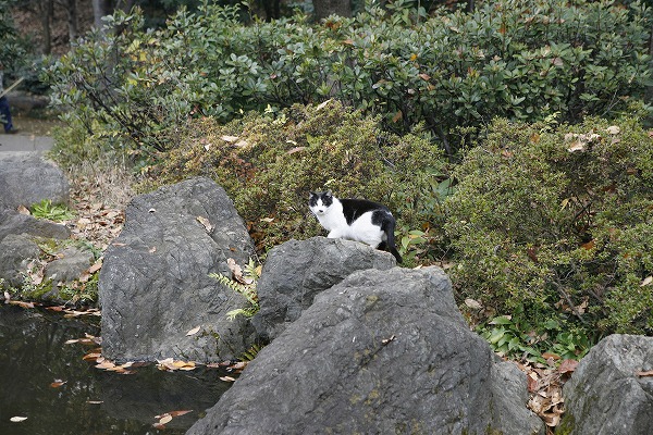 Фξǭ ǭΥ̵֥Ǻcat0016-001