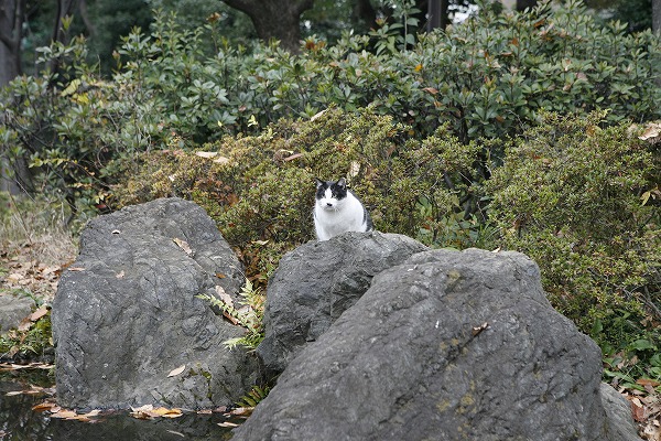 Фξǭ ǭΥ̵֥Ǻcat0017-001