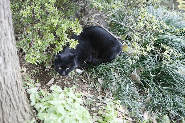 ǭΥ̵֥Ǻcat0018-001