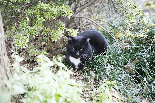 ǭ ǭΥ̵֥Ǻcat0019-001
