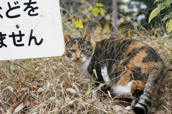 ǭ ǭΥ̵֥Ǻcat0020-001