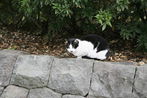 ǭ гΥ̵֥Ǻcat0021-001