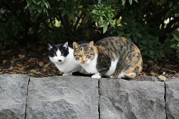 ǭ гΥ̵֥Ǻcat0022-001