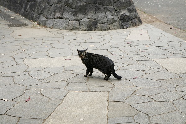 ǭ оΥ̵֥Ǻcat0023-001