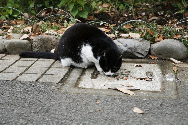 ǭ ǭΥ̵֥Ǻcat0028-001