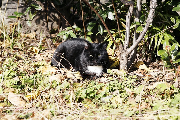 ǭΥ̵֥Ǻcat0029-001