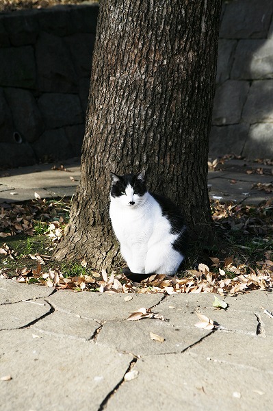 ǭΥ̵֥Ǻcat0030-001