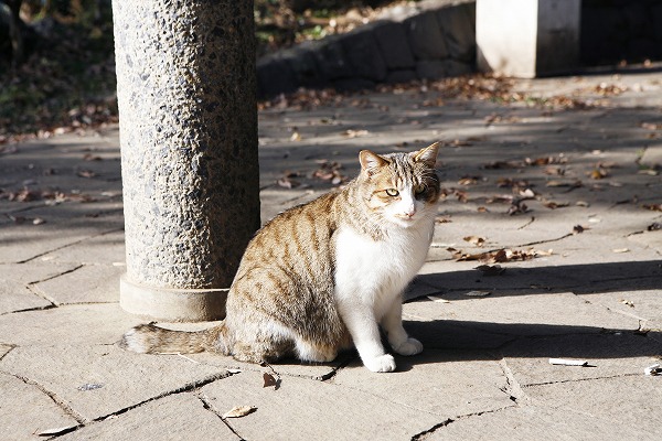 ǭΥ̵֥Ǻcat0034-001