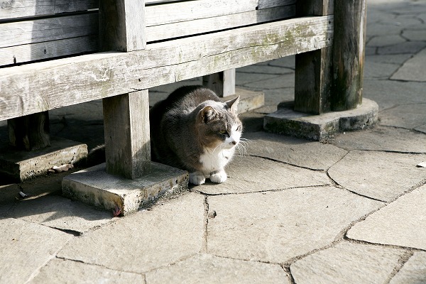 ǭΥ̵֥Ǻcat0037-001