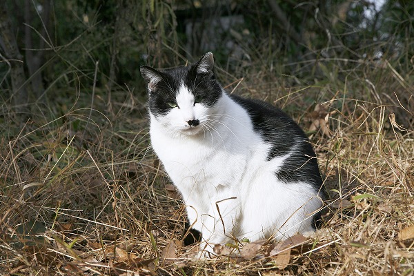 ǭΥ̵֥Ǻcat0038-001