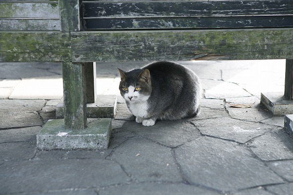 ǭΥ̵֥Ǻcat0039-001