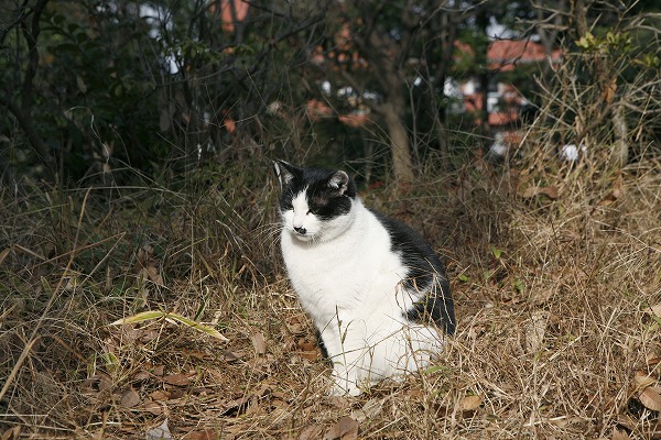 ǭΥ̵֥Ǻcat0040-001