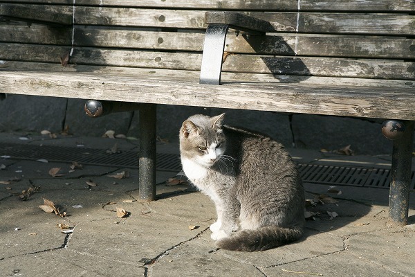 ǭ  ٥Υ̵֥Ǻcat0042-001