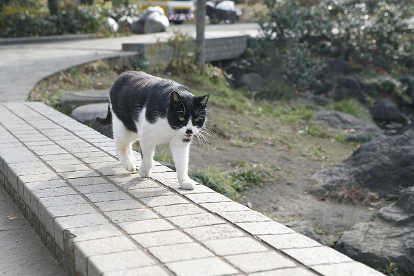 ǭΥ̵֥Ǻcat0043-001