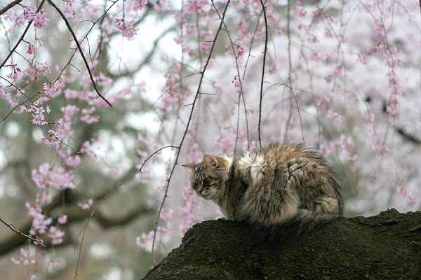 ǭȺΥ̵֥Ǻcat0047-013