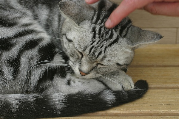 뿲ǭΥ̵֥Ǻcat0048-039