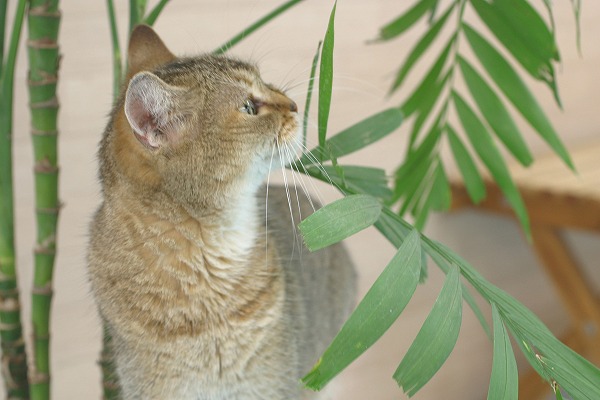 ǭȴտʪΥ̵֥Ǻcat0050-039