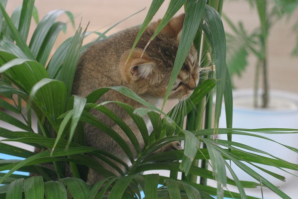ǭȴտʪΥ̵֥Ǻcat0051-039