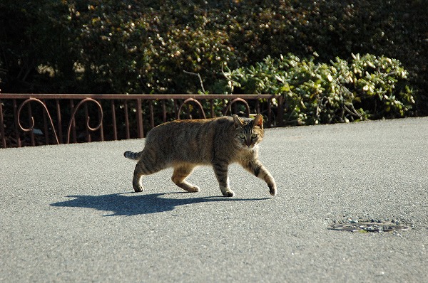 ϩǭ ǭΥ̵֥Ǻcat0053-044