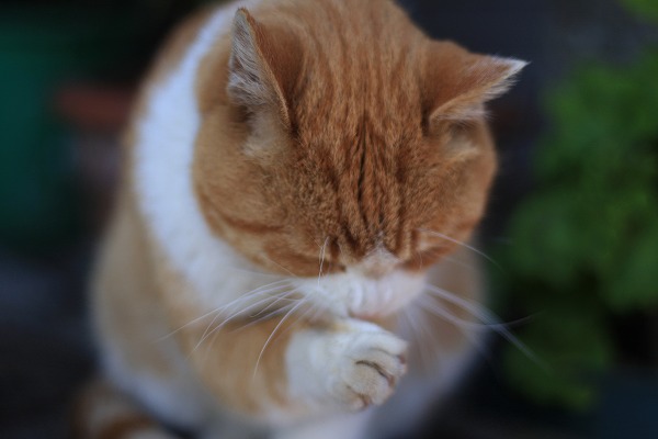 ­ӤǭΥ̵֥Ǻcat0055-051