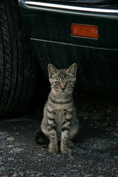 ǭΥ̵֥Ǻcat0057-066