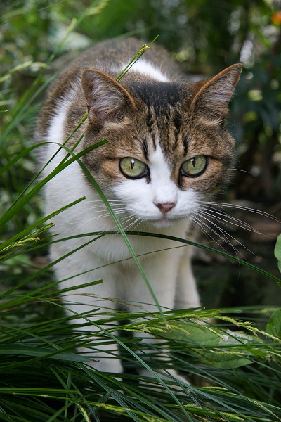 ǭΥ̵֥Ǻcat0059-066