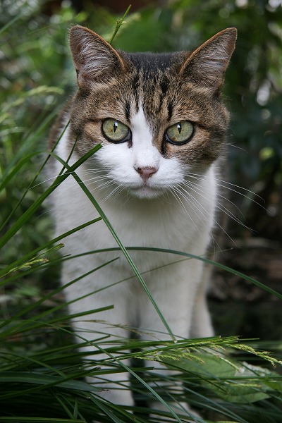 ǭΥ̵֥Ǻcat0060-066