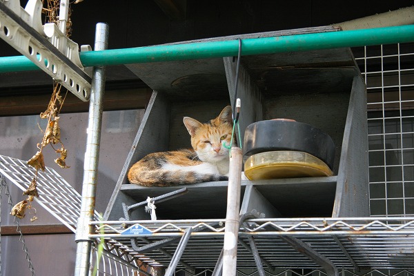 ̱ȤǭΥ̵֥Ǻcat0061-066