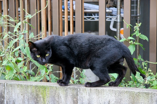 ǭ ͥΥ̵֥Ǻcat0062-066