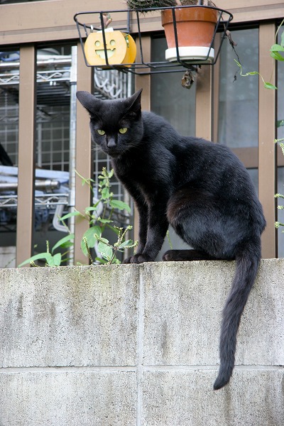 ʽξιǭ ͥΥ̵֥Ǻcat0064-066
