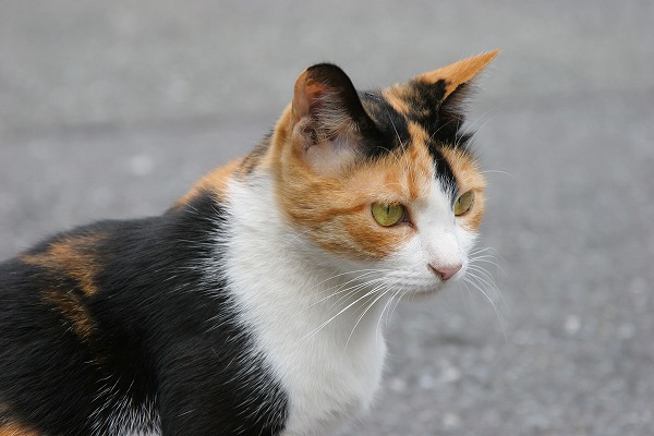 ϩǭΥ̵֥Ǻcat0065-066