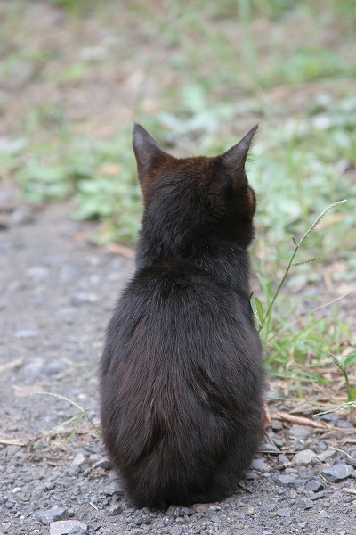 ǭθ ǭ ͥΥ̵֥Ǻcat0067-066