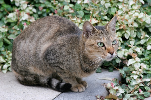ǭΥ̵֥Ǻcat0068-066