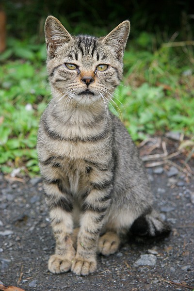 ǭΥ̵֥Ǻcat0071-066