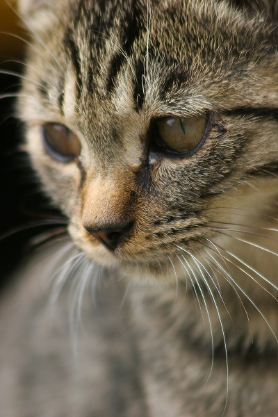ǭΥ̵֥Ǻcat0073-066