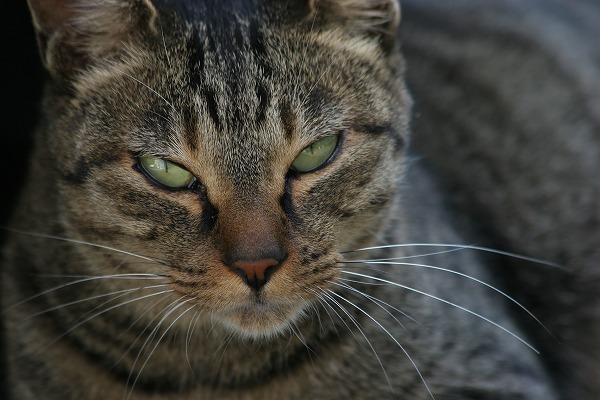 ǭΥ̵֥Ǻcat0075-066
