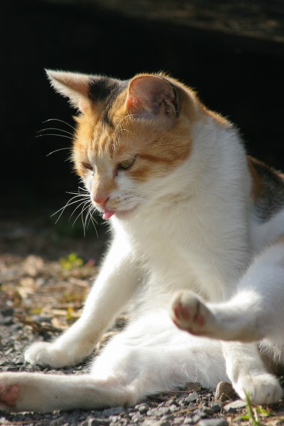 ǭΥ̵֥Ǻcat0076-066