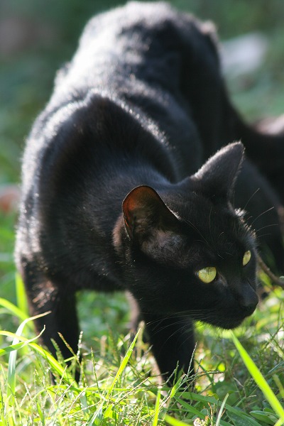 ǭ ͥΥ̵֥Ǻcat0077-066